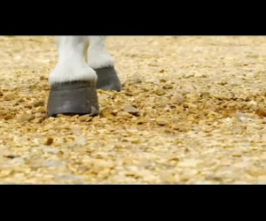 Parfum Tradisional Arab: Creed White Royal Oud 1760 Eau de Parfum 100ml