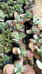 Rose Cabbage: A Versatile & Eco-Friendly Vegetable