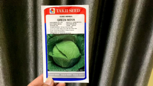 Benih Kubis GREEN NOVA 20ML - TAKII SEED