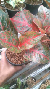 Tanaman Hias Aglonema Red Stardust Cantik