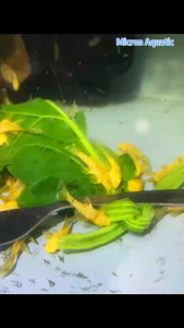 [DOA]  L144 Pleco Albino Bristlenose  Short Fin/ Long Fin Golden Red Eye