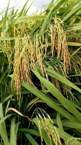 BENIH PADI UNGGUL MR 337 SUPER KEMASAN 5KG