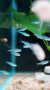 Green Neon Tetra (Paracheirodon simulans) Inc. DOA