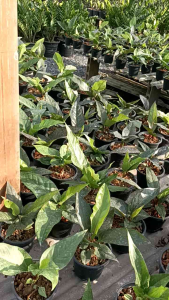 โชคเก้าชั้น Anthurium Renaissance