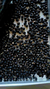 Buah Angkung Kering Organik: Obat Herbal Stroke & Hipertensi