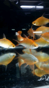 Hi Yellow Golden Tinfoil Barb/Ornamental fish/Freshwater/Readystock