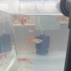 AFR @全红@big tail & Dorsal