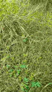 Jaring Burung Crucuk & Perangkap Burung Lainnya