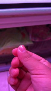 LIVE FISH Super Golden High Back Arowana