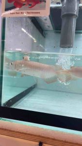LIVE FISH Super Red Arowana