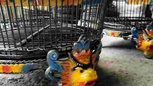 SANGKAR BURUNG MINIMALIS MAHKOTA PIBER AKSESORIS TERBAIK KANDANG PERKUTUT HITAM MOTIF MEWAH