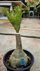 Adenium Kemboja Bonsai ID 999/超级红财神/富贵花