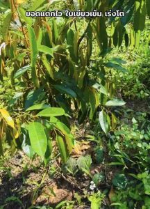 ยูเรียน้ำ 1 ลิตรแถม 1ลิตร