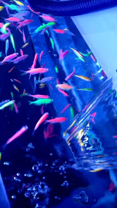 dekorasi akuarium gelopis paket 20pcs