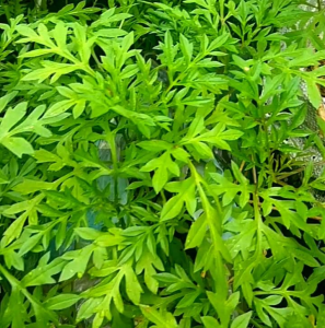 Biji/Benih Bunga Kenikir Ungu/Kenikir Lalap Ungu