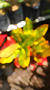 Tanaman Hias Puring Morten Barang Istimewa