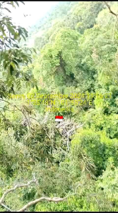 Madu Asli Murni Tanpa Campuran 1 Kg Langsung Peternak Madu