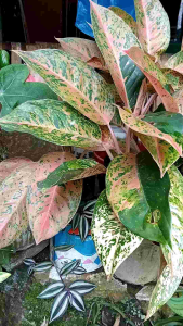 Tanaman Hias Aglonema Big Roy Termurah Batang Banyak Tinggi 25 cm Pengiriman Aman