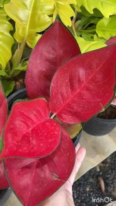 สุขสมใจปอง ใบสีสวยสด ตรงปกไม่จกตา