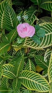 READY STOK !! Buket Bunga Artificial // Buket Murah // Buket bunga Wisuda // Hadiah // Hampers // Kado