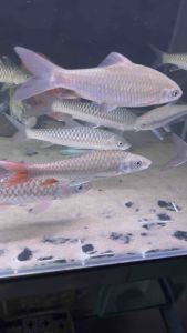 RAINBOW MAHSEER AFRICA 6-7’ SPECIAL FISH