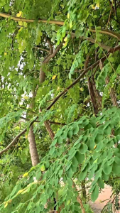 ใบมะรุม ใบมะลุมใบมะรุมแห้ง ใบมะรุมแห้ง ขนาด 20 กรัม สมุนไพรใบมะลุม