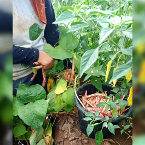 25 BIJI BENIH KACANG MERAH (REPACK)