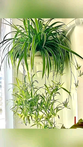 DAUN PLASTIK PALSU TANAMAN SPIDER LILY RUMPUT IMITASI ARTIFICIAL HIAS DEKORASI