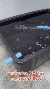 อ่างเลี้ยงปลา 65 ลิตร ระบบoverflow 64x44x31ซ. ท่อสีขาว กะบะเลี้ยงปลา อ่างเลี้ยงปลา อ่างเลี้ยงปลาเมกาดะ อ่างเลี้ยงปลาหางนกยูง อ่างปลาบอลลูน