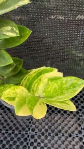 Zamioculcas Zamiifoliaด่างเหลืองล๊อตลุ้นด่างขนาดกลาง