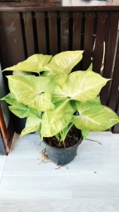 ต้นออมทอง ใบกลม ออมเงินออมทอง Syngonium hybrid ไม้มงคล ดูดสารพิษ ไม้โชว์ใบสวยงาม จัดส่งพร้อมกระถาง 6นิ้ว