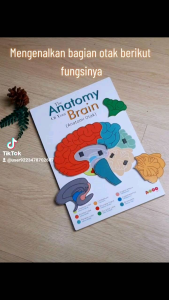 Magnetic Board Puzzle Anatomi otak tubuh manusia