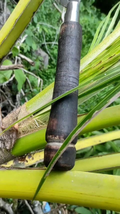 Pelong Atau Arit Tekok Paroh Atau Pisau Arit Asli Madura / Arit Super Tajam / Arit Serbaguna / Arit Baja Per Asli / Arit Asli Madura / Arit Super Bagus / Arit Rumput Gajah / Arit Jagung Tebu Baja Per / Calok Arit Baja