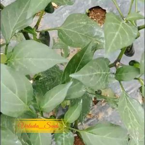 [Virladia Seeds] Biji Benih Cabe Jalapeno Early Pepper