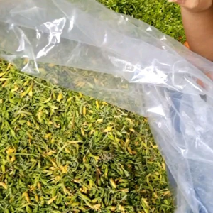 Nụ hoa  đu đủ đực sấy lạnh túi  500g(hàng xanh  đẹp  thơm phức )