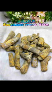 Natural Fossil Coral Stem/Price For 100gram/天然珊瑚玉化石枝条