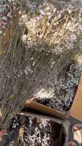 ดอกไม้แห้ง ดอกยิปโซ ยิปซี DIY 10ก้าน ซองละ 25 บาท พร้อมส่งจาก กทมเลยค่ะ