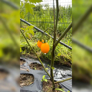 BENIH TOMAT KUNING IMPORT (KEMASAN ORIGINAL) ISI -+ 200 BUTIR