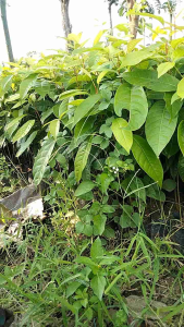 bibit kayu mahoni asli - jika Beli 5 Bibit Bonus 2 bibit Mahoni