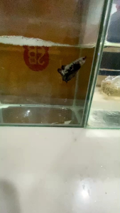 กล่องซามูไร จำนวน 1 ตัว