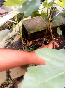 bibit buah tin subur di polibag | siap berbuah