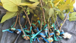 berbuah real | bibit cangkok buah tin jaminan bawa buah