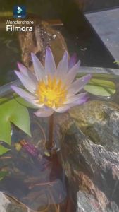 Waterlily purple small mini flower pond in a pot kebun bunga teratai kolam aquatic water lily mini