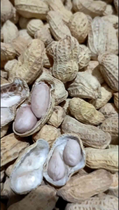 Kacang Kulit Oven Putih Bersih 1kg Murah Enak Asin Gurih