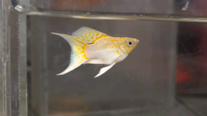 Lemon Head Balloon Molly Fish(Male) 短身气球茉莉鱼(公)❗️(Not random fish)❗️Fish same as order❗️42