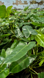 Cây trầu bà tỷ phú lá tim