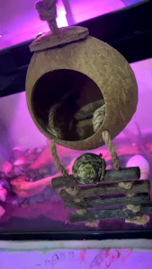 Than gỗ tự nhiên dùng để trang trí cho các thú cưng ốc mượn hồn chuột hamster. OMH caca