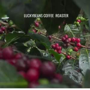 กาแฟคั่ว โรบัสต้า 5กิโลกรัม1990 ส่งตรงจากโรงคั่ว