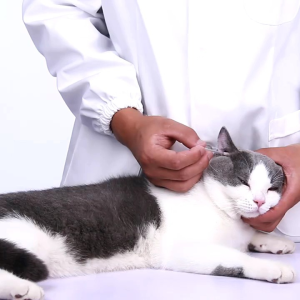 [QPet]🚀 KOJIMA Pet Essential Oil Cotton Swab Dogs and Cats Ears Cleaning Water Ear Drop 40 PCs