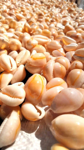 Cangkang Kerang Biji Congklak Orange 100 Gram